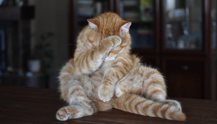 Испанский стыд