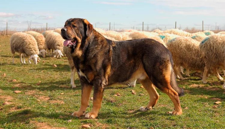 Испанский мастиф